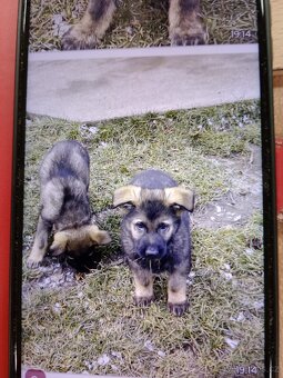 Německý ovčák - 13