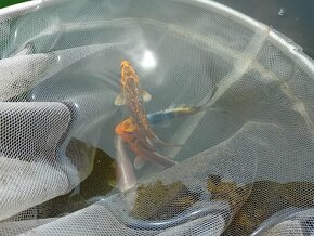 Koi kapr - 13