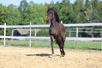 ______Valášek Barock pinto - Frís___ - 13