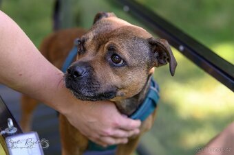 Stafordšírský bulteriér s PP - 13