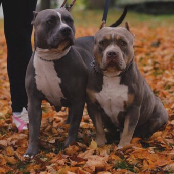 American Bully Standard - 13