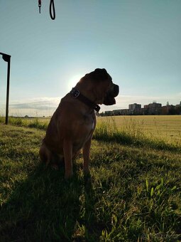Cane Corso - 13