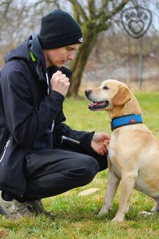 Rami ❤ hravý labrador ❤ - 13