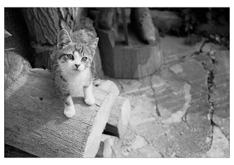 Leicaflex SL2 "50 Jahre" - 13