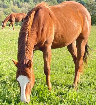 Klisna QH 2,5 roku - 13