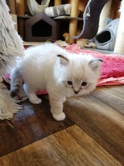 Ragdoll koťátka bez PP - 13