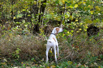 Pejsek a fenka_pointer_štěňátka_CHS z Mešinské hájovny - 13