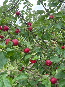 Stavební pozemek 1660 m² Petkovy, Mladá Boleslav - 13
