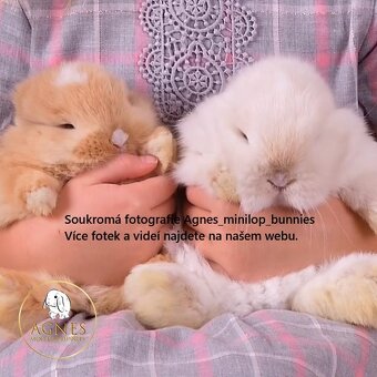 Minilop zakrslý králík doprava po celé ČR - 13