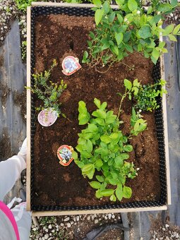 Vyvýšené záhony - NOVÉ stohovatelné ohrádky 120x80x20cm - 13