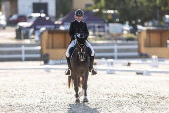 Připouštění plemenným hřebcem Welsh cob D - 13