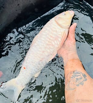 Koi kapr,karas, amur - 13