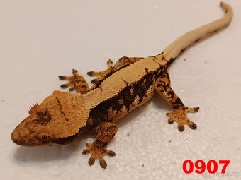 Pagekon řásnatý  Samci a Samice - 13