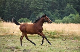 Klisna 2,5 let prodej PP arab - 13