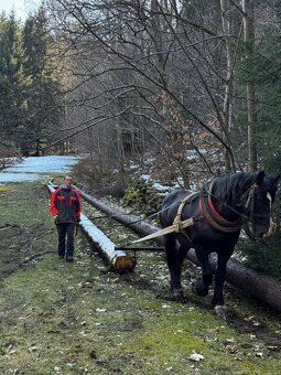 Slezský norik - připouštění - 13