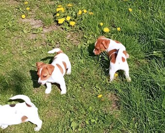 Jack russell terier krásný hnědobílý pejsek - 13