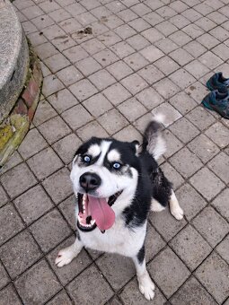 Sibiřský husky - 13