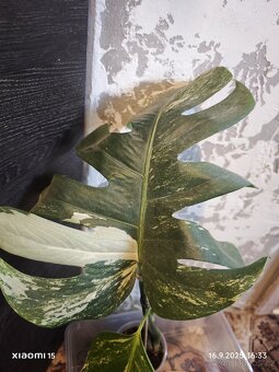 Řízky rostlin - 13