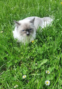 Ragdoll krytí - 13