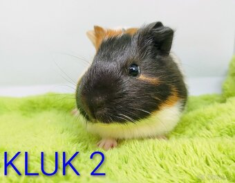 Morče, morčátka, morčátko - SAMEČCI - 13