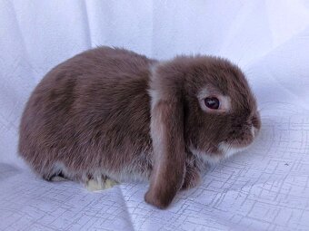 Zakrslí beránci a bílopesíkatí králíčci s rodokmenem - 13