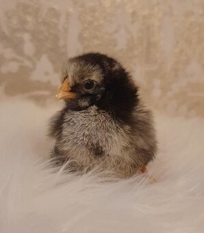Násadová vejce Wyandotka velká stříbrná - 13