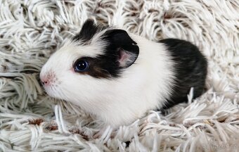 Morče, morčata,morčátko - ALVIN - 13