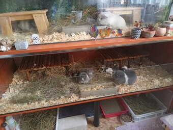 Morčátka CHS Z Hvězdné Liberec - 13