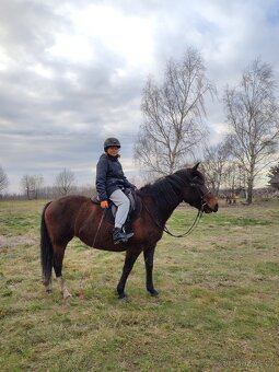 Huculská klisna, hucul, Tobiano, pony, malý kůň - 13
