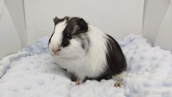 Morče, Morčata, Morčátko, Morčátka - BETTY - 13