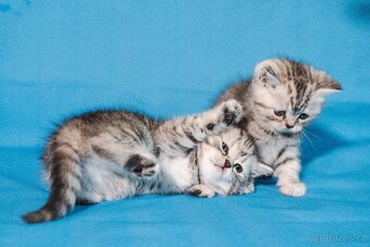 Scottish Fold a Scottish Straight - 13
