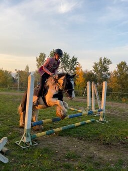 Prodám klisnu Irský cob - Quentina Vrbická IV - 13