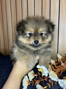 Štěňátka pomeranian bez PP - 13