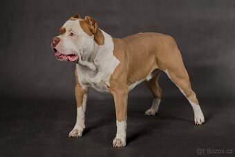 Krytí American bully xl - 13