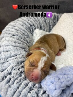 American bully XL/XXL s PP - 13