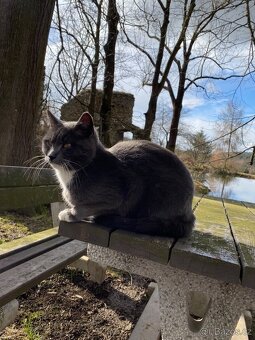 Modrá britská koťátka - 13