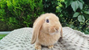 Zakrslý beránek, králíček, králík - RIKI - 13