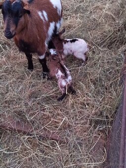 HOLANDSKÁ ZAKRSLÁ KOZA KOZEL - 13