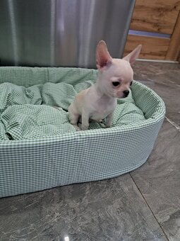 Čivava Mini pejsci - 13