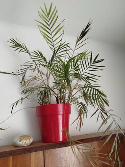 Pokojové rostliny - 13