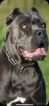 Cane Corso s PP - 13