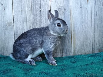 Zakrslý REX činčilový oceněná mláďata - 13