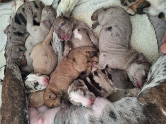 Louisianský leopardí pes s PP - 13