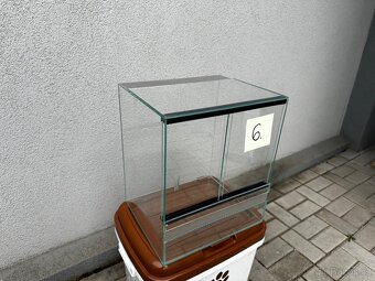gekončík noční - 13