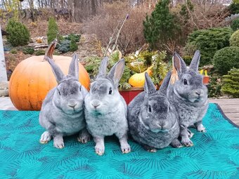 Zakrslý REX činčilový miminka k Vánocům - 13