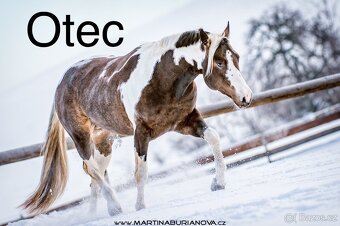DOUBLE Homozygot Paint Horse APH - 13