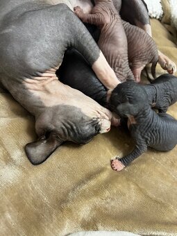 Kanadský sphynx - 13