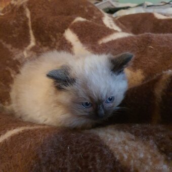 Kocurik ragdoll - 13