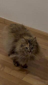 Kočky typu Mainské mývalí bez PP - 13