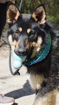 JANOT K ADOPCI - 1 ROK, MILÝ, PŘÁTELSKÝ - 13